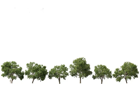 Parkland Avenue Trees Pack 12 3D Model