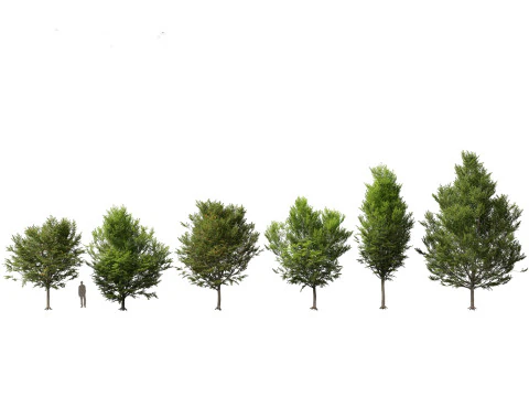 Parkland Avenue Trees Pack 12 3D Model