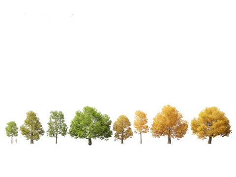 Parkland Avenue Trees Pack 12 3D Model