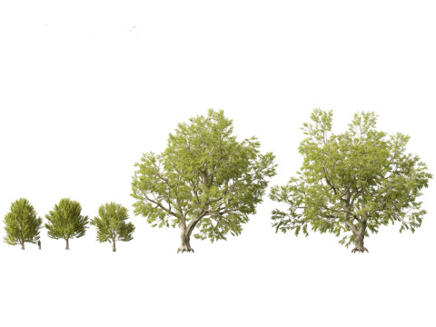 Pacote 12 de &aacute;rvores da Parkland Avenue Modelo 3D