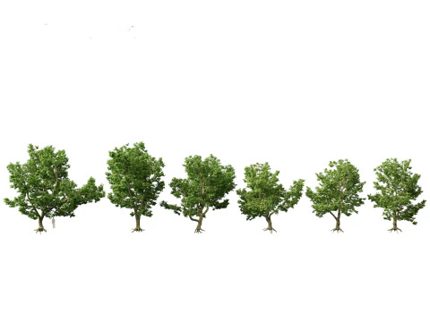 Parkland Avenue Trees Pack 12 3D Model