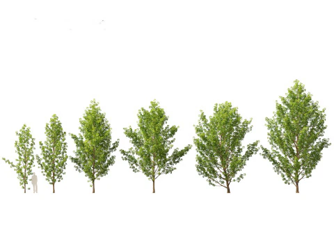 Parkland Avenue Trees Pack 12 3D Model