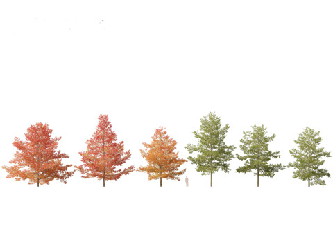 Pacote 12 de &aacute;rvores da Parkland Avenue Modelo 3D