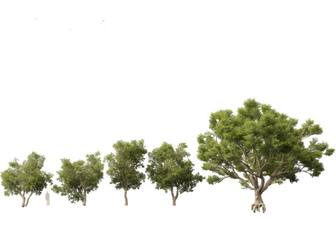 Pacote 12 de &aacute;rvores da Parkland Avenue Modelo 3D