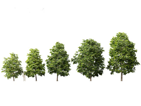 Parkland Avenue Trees Pack 12 3D Model