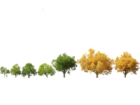 Pacote 12 de &aacute;rvores da Parkland Avenue Modelo 3D