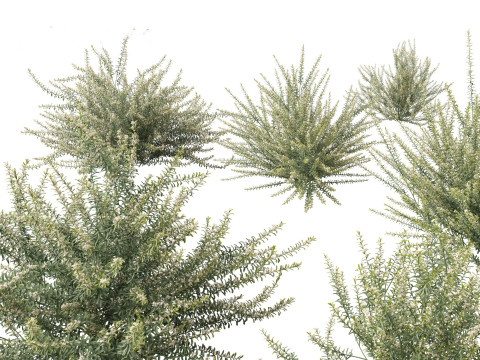 Backyard Green Pack 35 3D Model