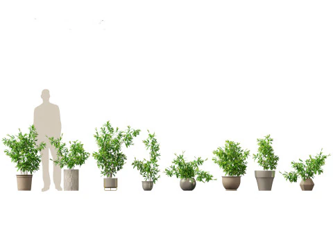 Pacchetto verde cortile 35 Modello 3D