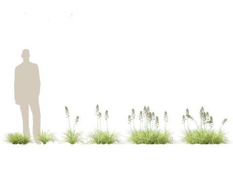 Cottage Garden Shrubs Pack 15 3D Model