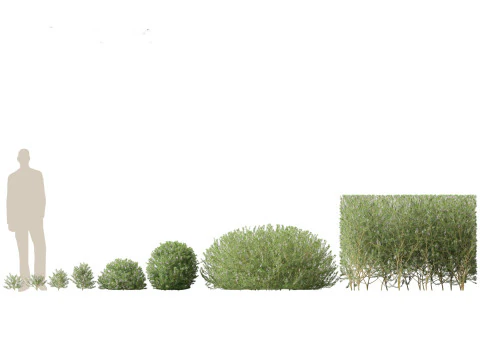 Cottage Garden Shrubs Pack 15 3D Model