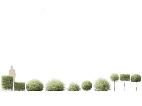 Cottage Garden Shrubs Pack 15 3D Model
