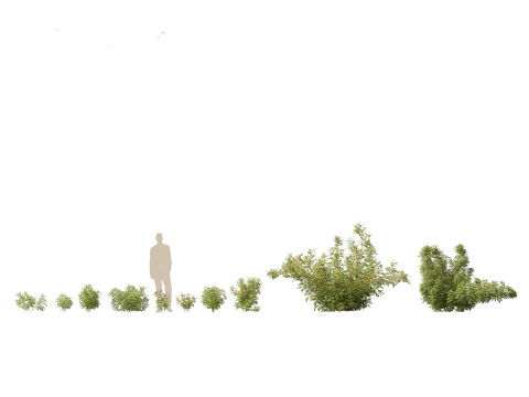 Cottage Garden Shrubs Pack 15 3D Model