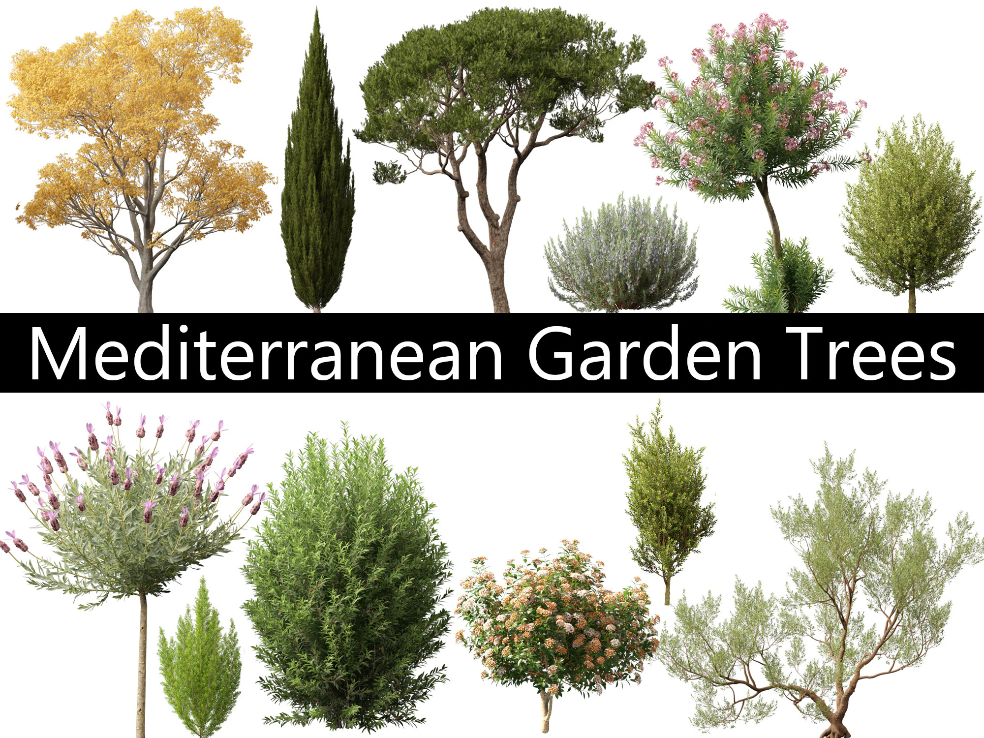 Mediterranean Garden Trees Pack 03 3D Model .c4d .max .obj .3ds .fbx .stl .blend 