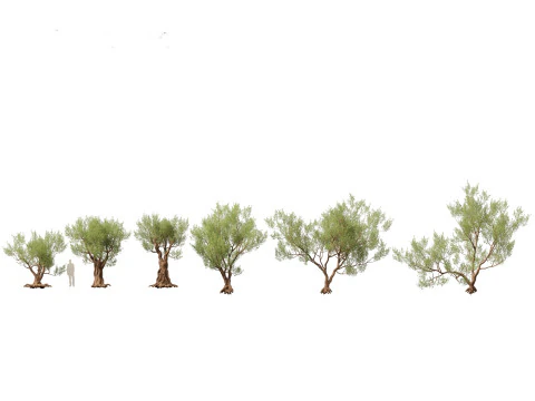 Mediterranean Garden Trees Pack 03 3D Model