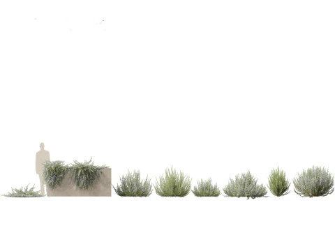 Mediterranean Garden Trees Pack 03 3D Model