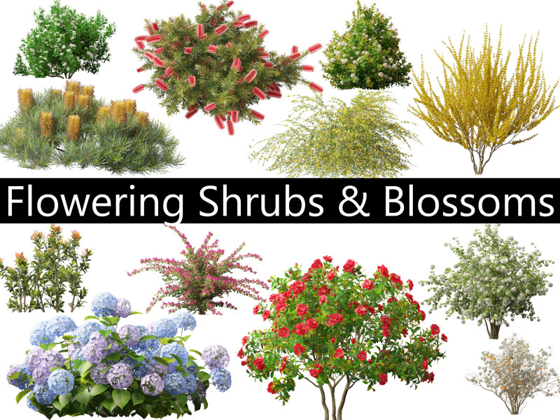Flowering Shrubs Blossoms Pack 04 3D Model .c4d .max .obj .3ds .fbx .stl .blend