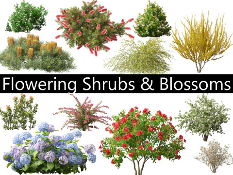 Flowering Shrubs Blossoms Pack 04 3D Model