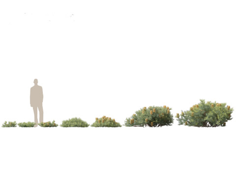 Flowering Shrubs Blossoms Pack 04 3D Model