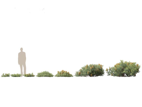 Pacchetto Fiori Arbusti da Fiore 04 Modello 3D