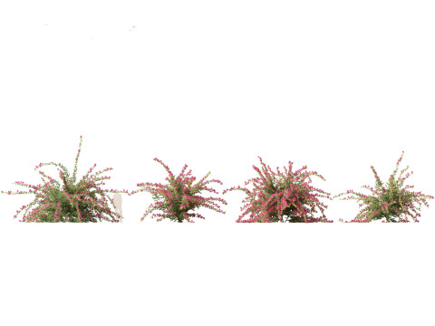 Flowering Shrubs Blossoms Pack 04 3D Model