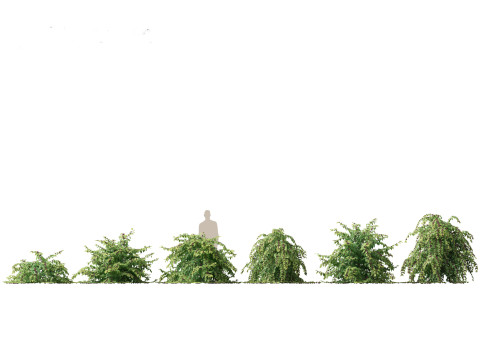 Flowering Shrubs Blossoms Pack 04 3D Model