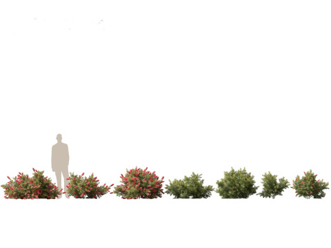 Flowering Shrubs Blossoms Pack 04 3D Model