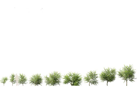 Pacchetto Fiori Arbusti da Fiore 04 Modello 3D