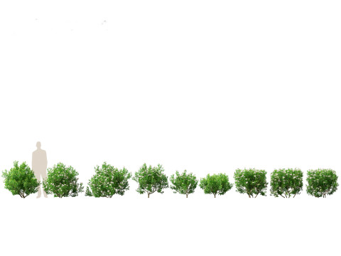 Flowering Shrubs Blossoms Pack 04 3D Model