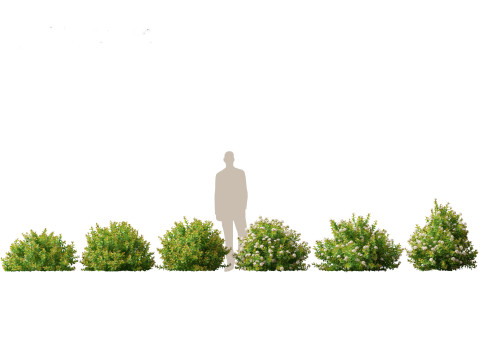 Flowering Shrubs Blossoms Pack 04 3D Model