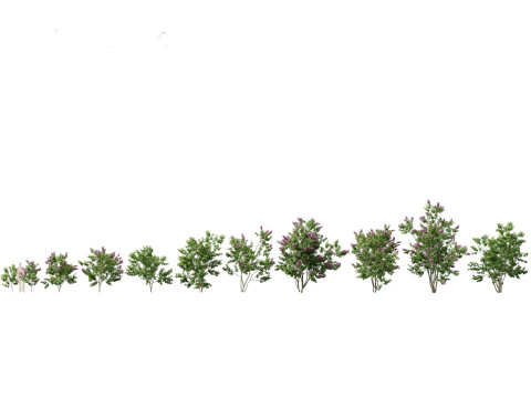 Pacchetto Fiori Arbusti da Fiore 04 Modello 3D