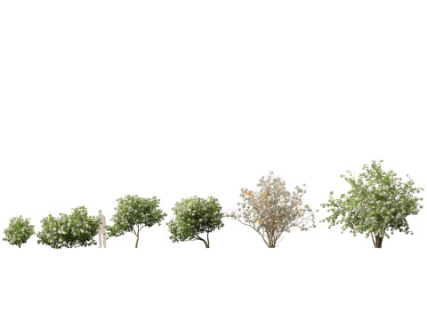 Flowering Shrubs Blossoms Pack 04 3D Model