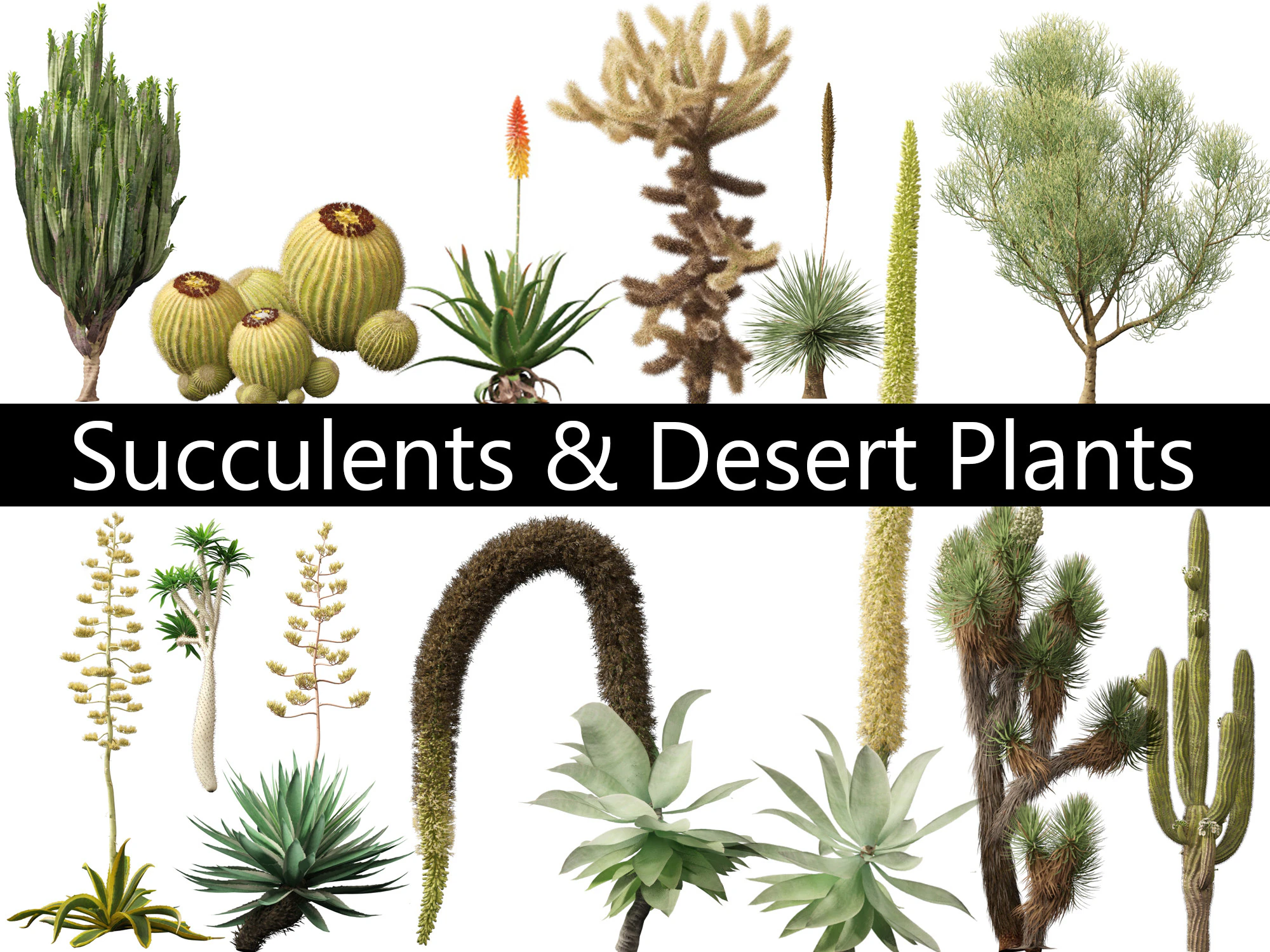 Pacchetto Piante grasse del deserto 07 Modello 3D .c4d .max .obj .3ds .fbx .stl .blend