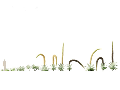 Pacchetto Piante grasse del deserto 07 Modello 3D