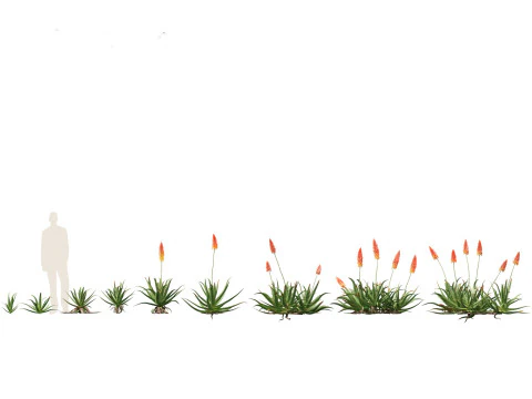 Pacchetto Piante grasse del deserto 07 Modello 3D