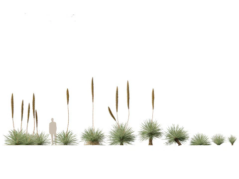 Pacchetto Piante grasse del deserto 07 Modello 3D