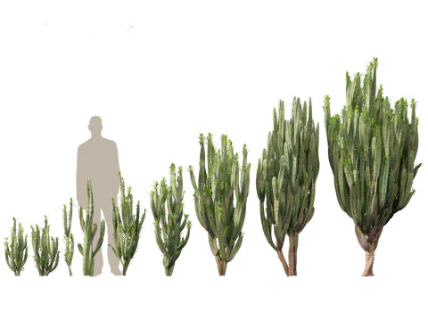 Pacchetto Piante grasse del deserto 07 Modello 3D