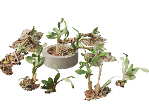 Pacchetto Piante grasse del deserto 07 Modello 3D