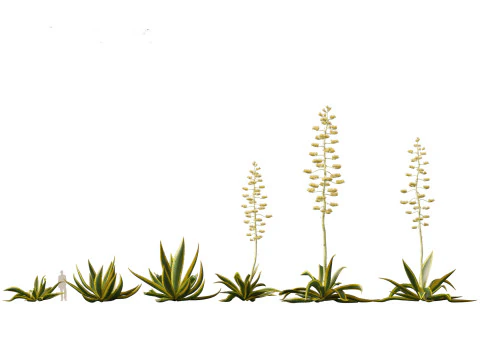 Pacchetto Piante grasse del deserto 07 Modello 3D