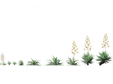 Pacchetto Piante grasse del deserto 07 Modello 3D