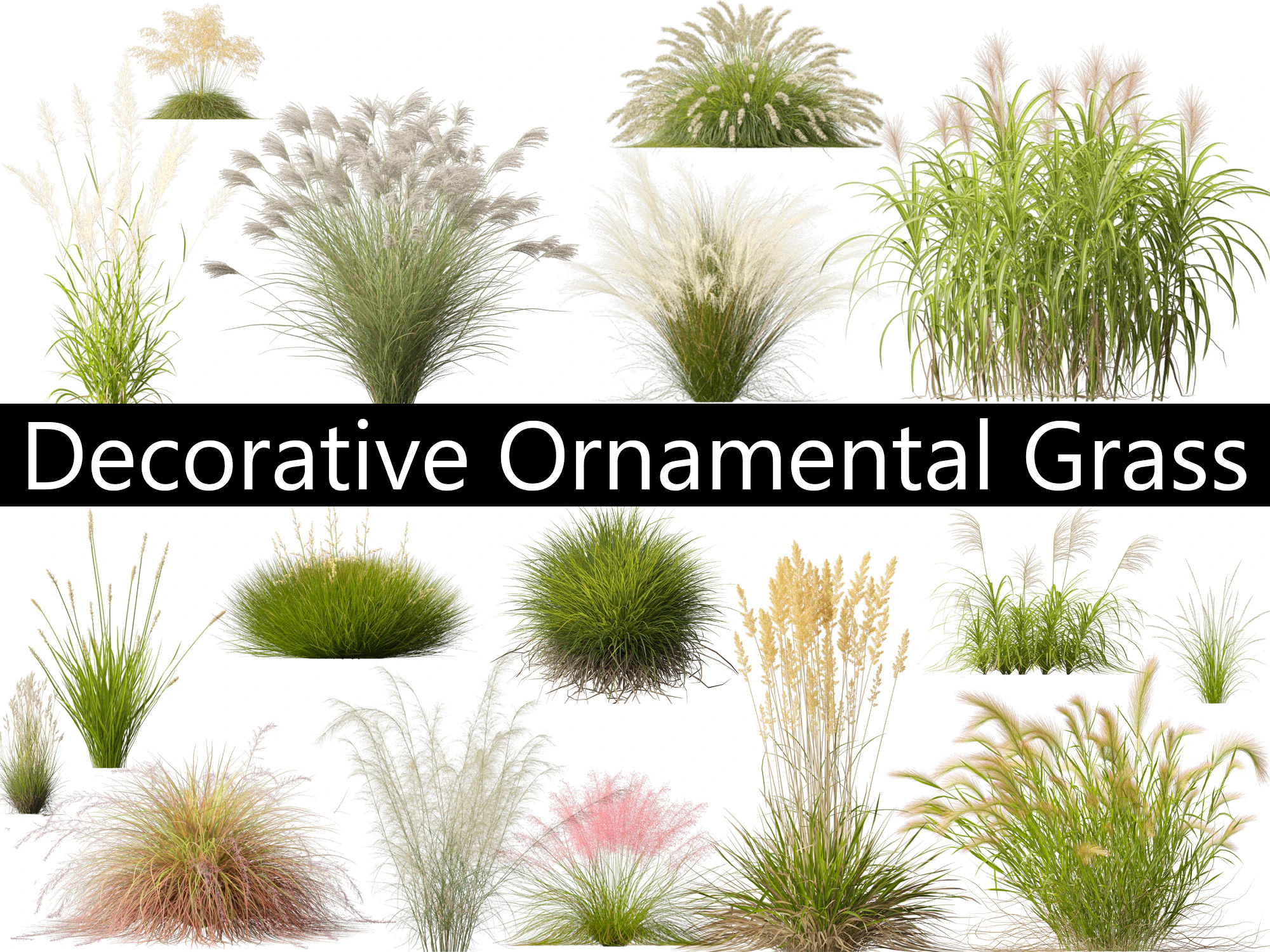 Decorative Ornamental Grasses Pack 29 3D Model .c4d .max .obj .3ds .fbx .stl .blend 