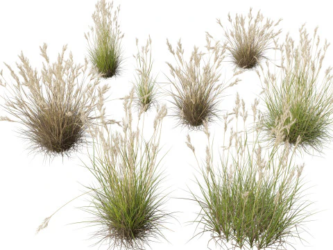 Decorative Ornamental Grasses Pack 29 3D Model