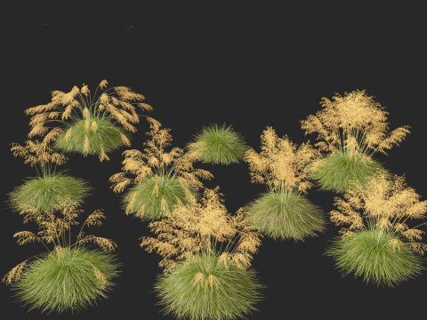 Decorative Ornamental Grasses Pack 29 3D Model