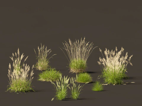 Decorative Ornamental Grasses Pack 29 3D Model