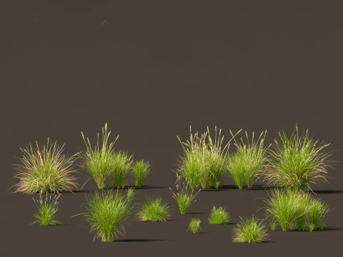 Decorative Ornamental Grasses Pack 29 3D Model
