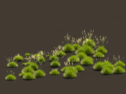 Decorative Ornamental Grasses Pack 29 3D Model
