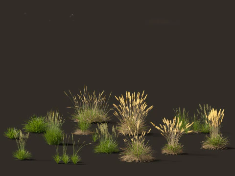 Decorative Ornamental Grasses Pack 29 3D Model