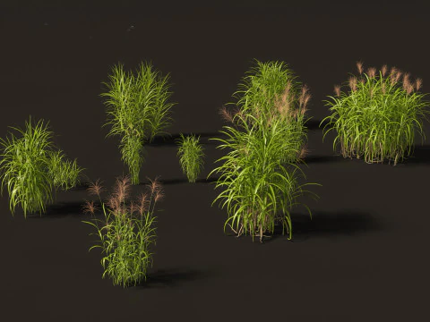 Decorative Ornamental Grasses Pack 29 3D Model