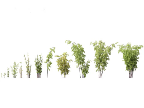 Elegante pacchetto di erbe di bamb&ugrave; 33 Modello 3D