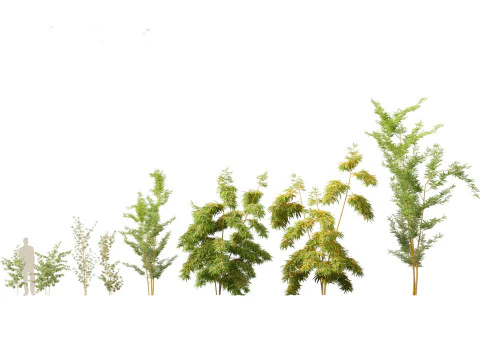 Elegante pacchetto di erbe di bamb&ugrave; 33 Modello 3D