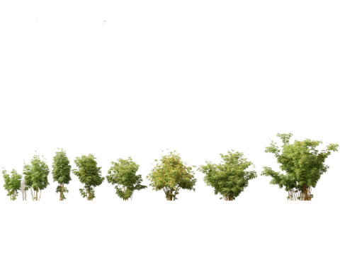 Elegante pacchetto di erbe di bamb&ugrave; 33 Modello 3D